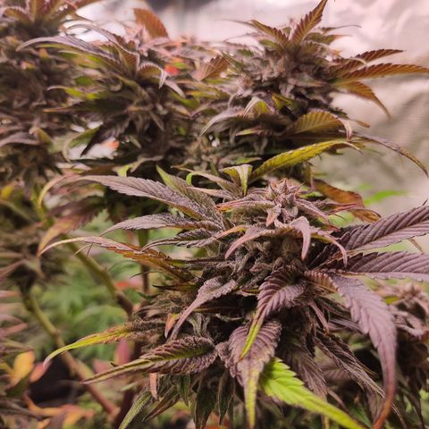 🌹 growlog timeline photo