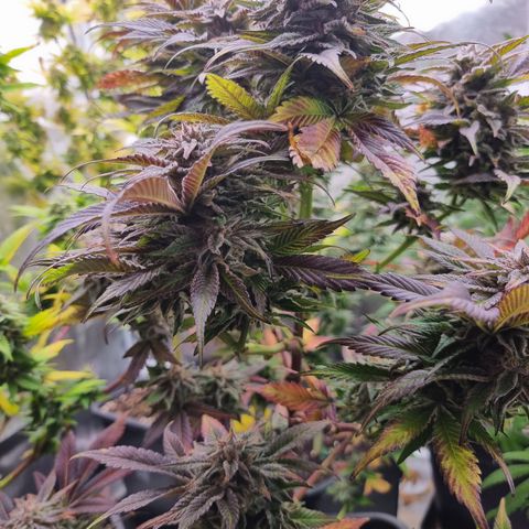 🌹 growlog timeline photo