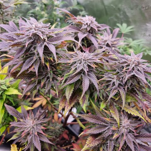 🌹 growlog timeline photo