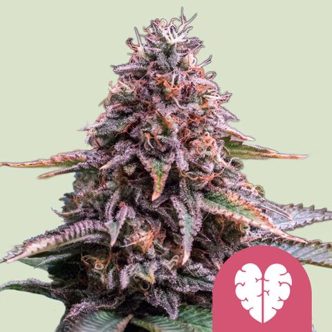 Pinky & the Brain growlog timeline photo