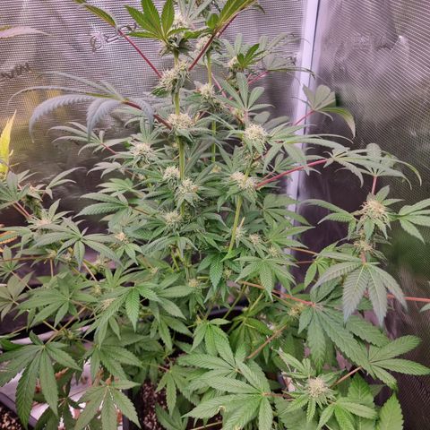 Pinky & the Brain growlog timeline photo