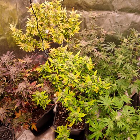 Pinky & the Brain growlog timeline photo