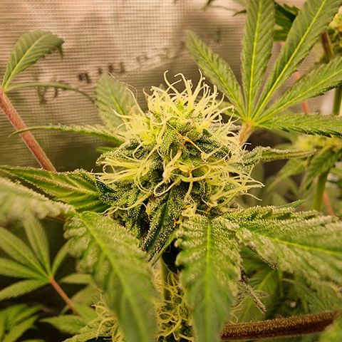 Pinky & the Brain growlog timeline photo