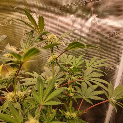 Pinky & the Brain growlog timeline photo