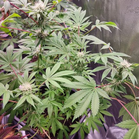 Pinky & the Brain growlog timeline photo