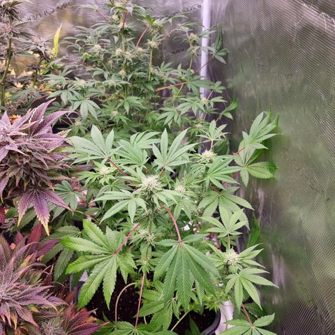 Pinky & the Brain growlog timeline photo