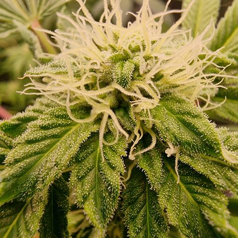 Pinky & the Brain growlog timeline photo