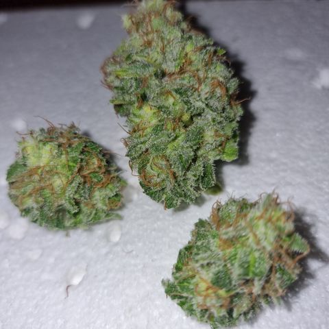 Foto do cronograma do growlog de 💣