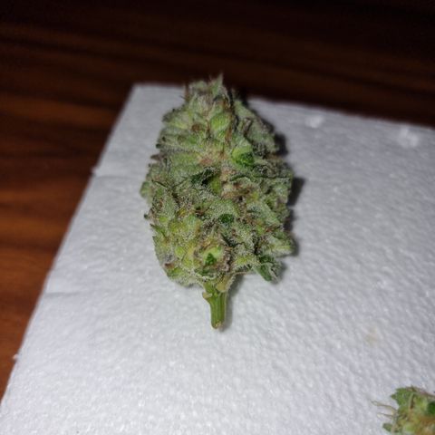 🌹 growlog timeline photo