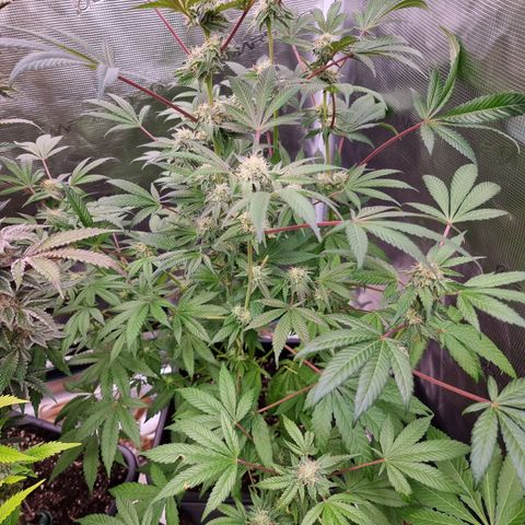 Pinky & the Brain growlog timeline photo
