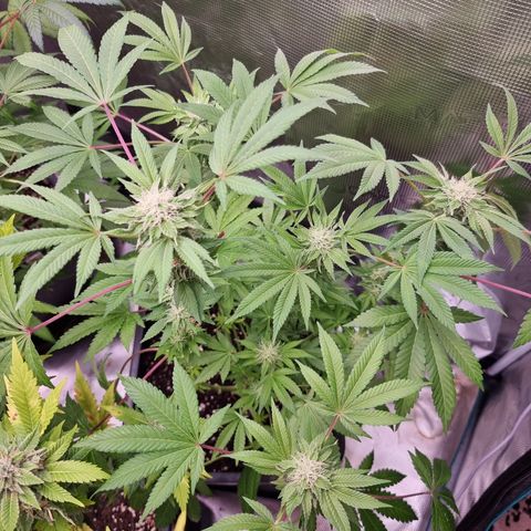 Pinky & the Brain growlog timeline photo