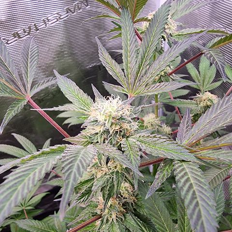 Pinky & the Brain growlog timeline photo