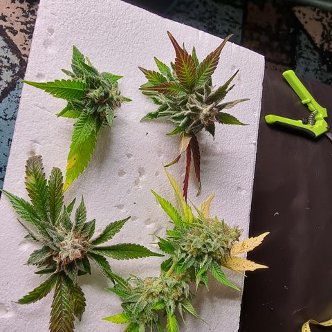 Foto do cronograma do growlog de 💣