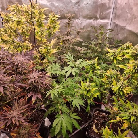 Foto do cronograma do growlog de 💣