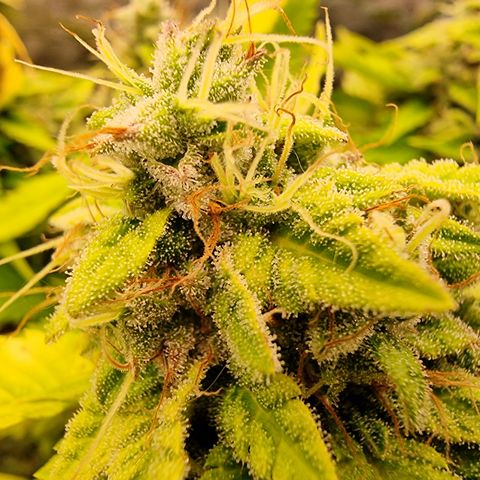Foto do cronograma do growlog de 💣