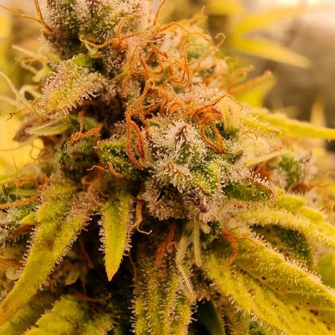 Foto do cronograma do growlog de 💣