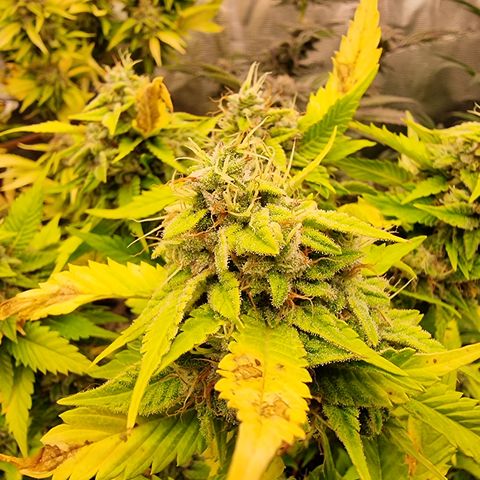 Foto do cronograma do growlog de 💣