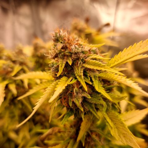 Foto do cronograma do growlog de 💣