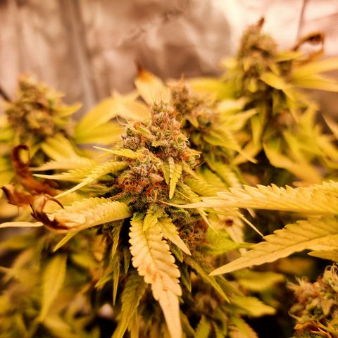 Foto do cronograma do growlog de 💣