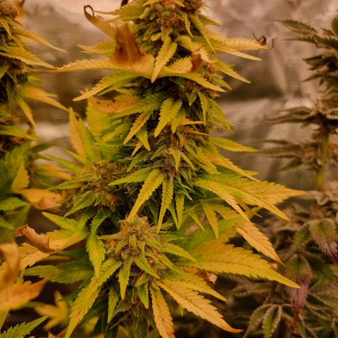 Foto do cronograma do growlog de 💣