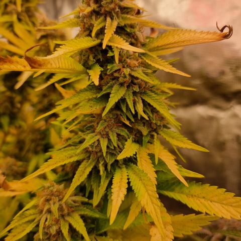 Foto do cronograma do growlog de 💣