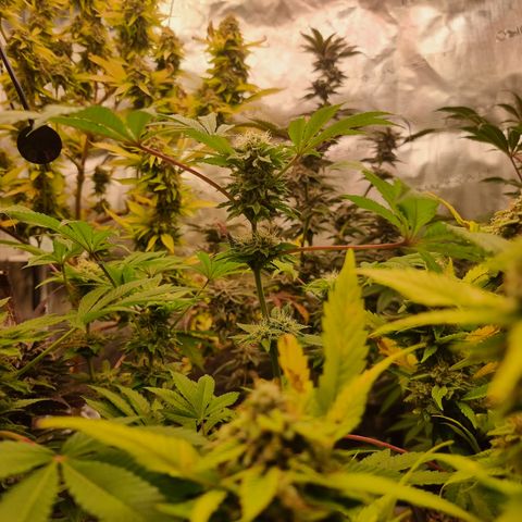 Pinky & the Brain growlog timeline photo