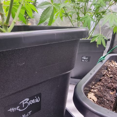 Pinky & the Brain growlog timeline photo