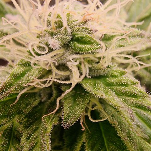 Pinky & the Brain growlog timeline photo