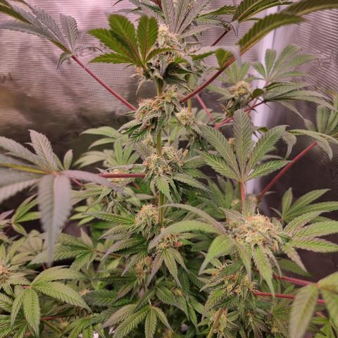 Pinky & the Brain growlog timeline photo