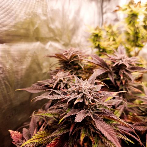 🌹 growlog timeline photo