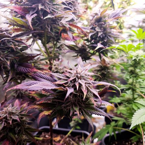 🌹 growlog timeline photo