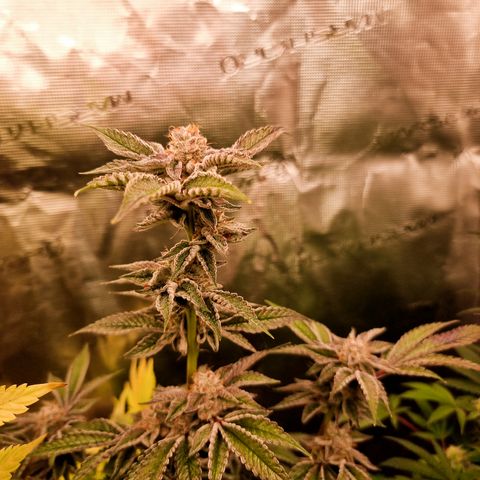 🍒 growlog timeline photo