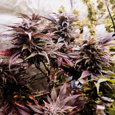 🌹 growlog timeline photo