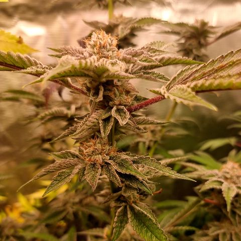 🍒 growlog timeline photo