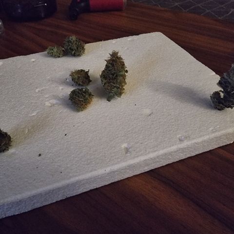 Foto do cronograma do growlog de 💣