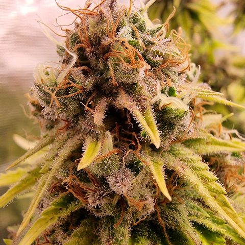 Foto do cronograma do growlog de 💣