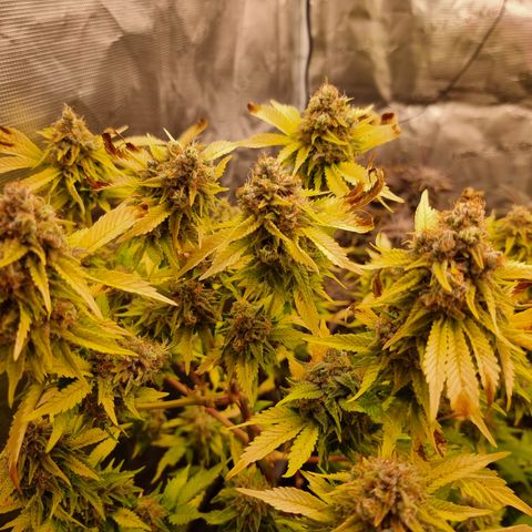 Foto do cronograma do growlog de 💣