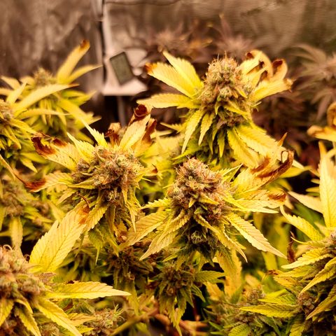 Foto do cronograma do growlog de 💣