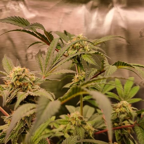 Pinky & the Brain growlog timeline photo