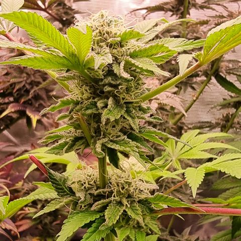 Pinky & the Brain growlog timeline photo