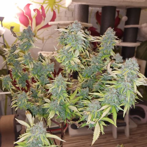 Foto do cronograma do growlog de 💣