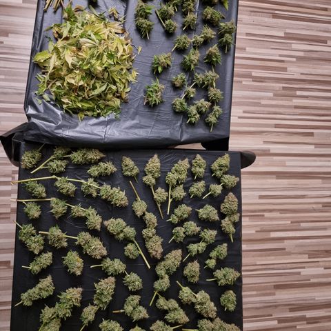 Foto do cronograma do growlog de 💣