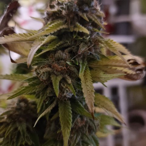 Foto do cronograma do growlog de 💣
