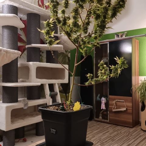 Foto do cronograma do growlog de 💣