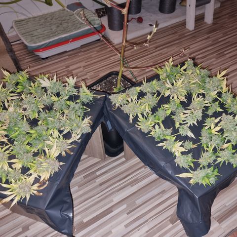 Foto do cronograma do growlog de 💣