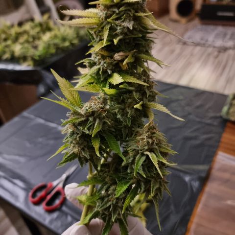 Foto do cronograma do growlog de 💣