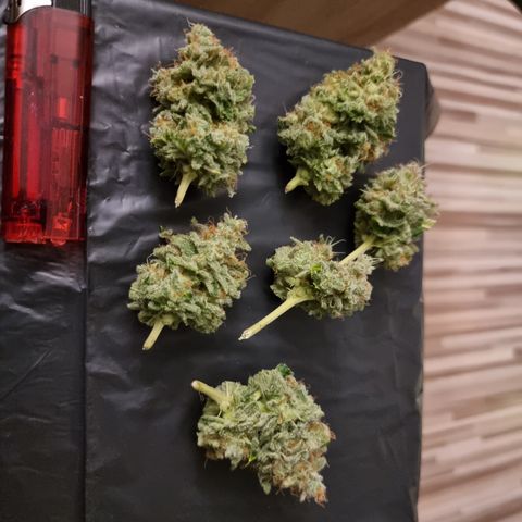 Foto do cronograma do growlog de 💣