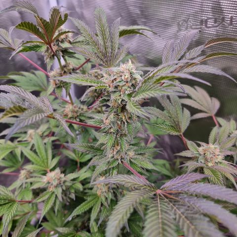 Pinky & the Brain growlog timeline photo