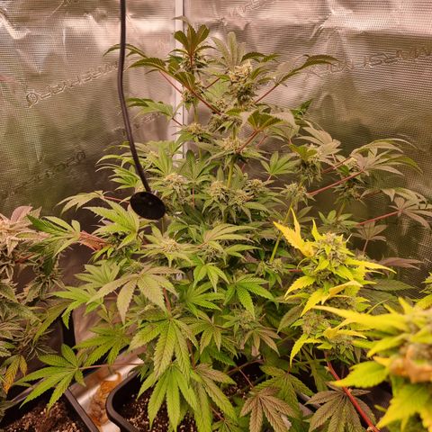 Pinky & the Brain growlog timeline photo