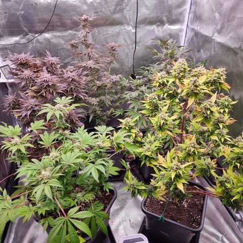 Pinky & the Brain growlog timeline photo